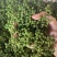 云南青花椒鲜花椒干花椒大量供应，诚信经营
