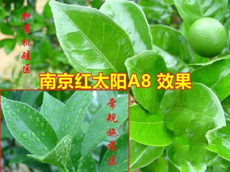 南京-红太阳A8改性聚有机硅助剂