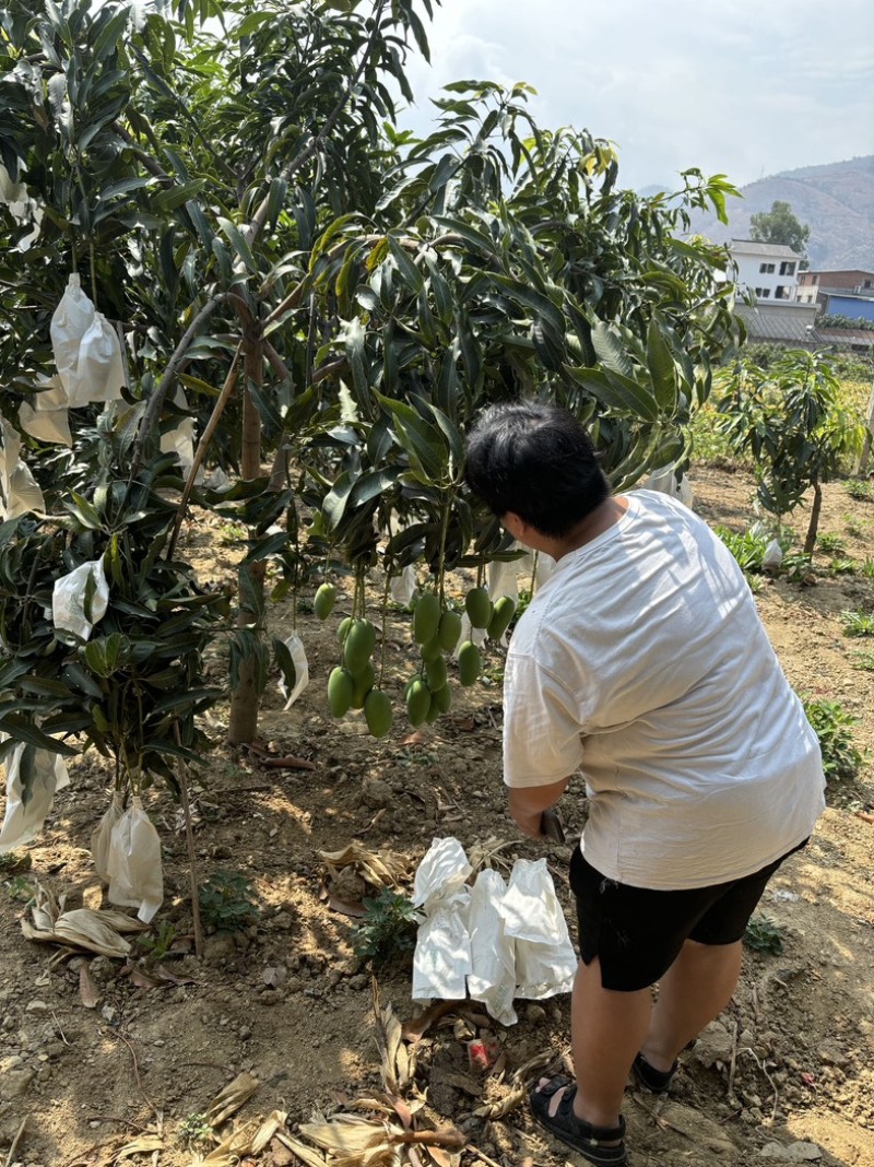 攀枝花，盐边芒果