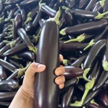 云南茄子紫茄子墨长茄子圆茄子产地直供，欢迎选购
