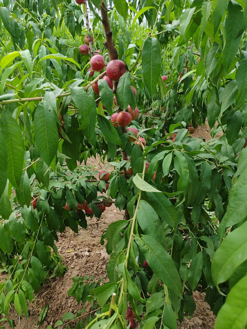 珍珠枣油桃桃大量上市，货多价美，诚信经营，欢迎咨询