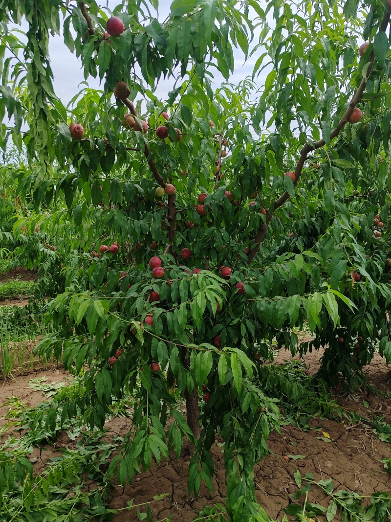 珍珠枣油桃桃大量上市，货多价美，诚信经营，欢迎咨询