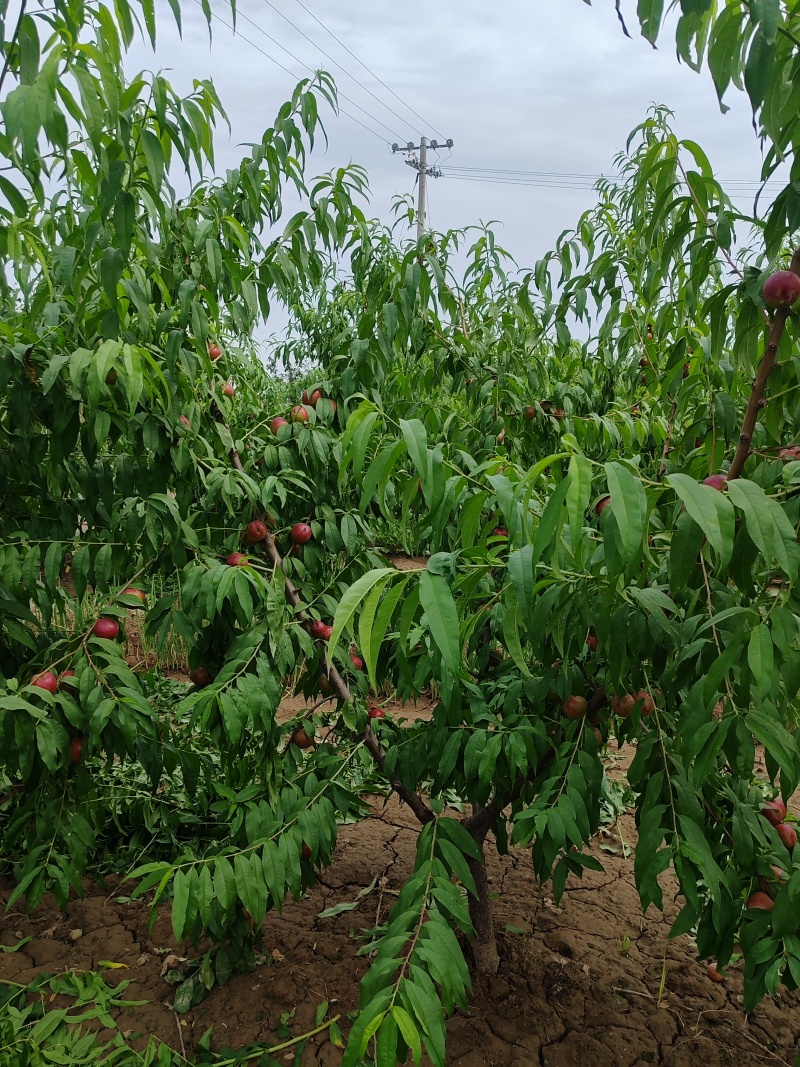 珍珠枣油桃桃大量上市，货多价美，诚信经营，欢迎咨询