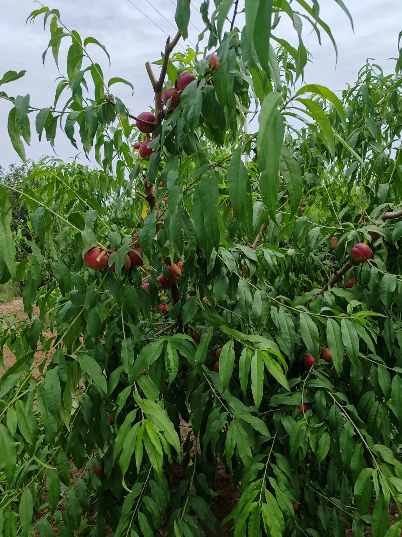珍珠枣油桃桃大量上市，货多价美，诚信经营，欢迎咨询