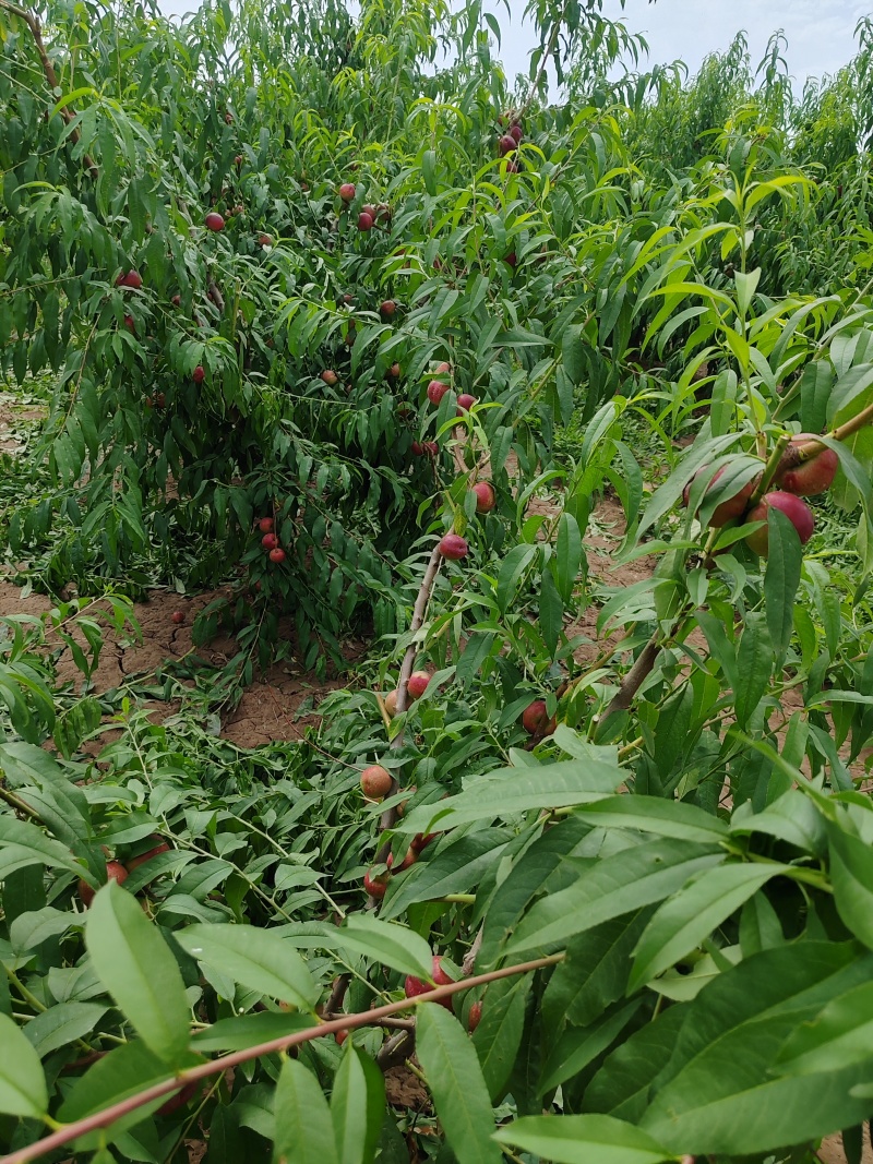 珍珠枣油桃桃大量上市，货多价美，诚信经营，欢迎咨询