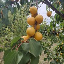 平山100多亩珍珠小油杏，口感绵软香甜，产地供应现摘现发