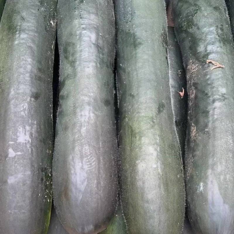 精品黑皮冬瓜大量上市中产地发货量大从优欢迎咨询