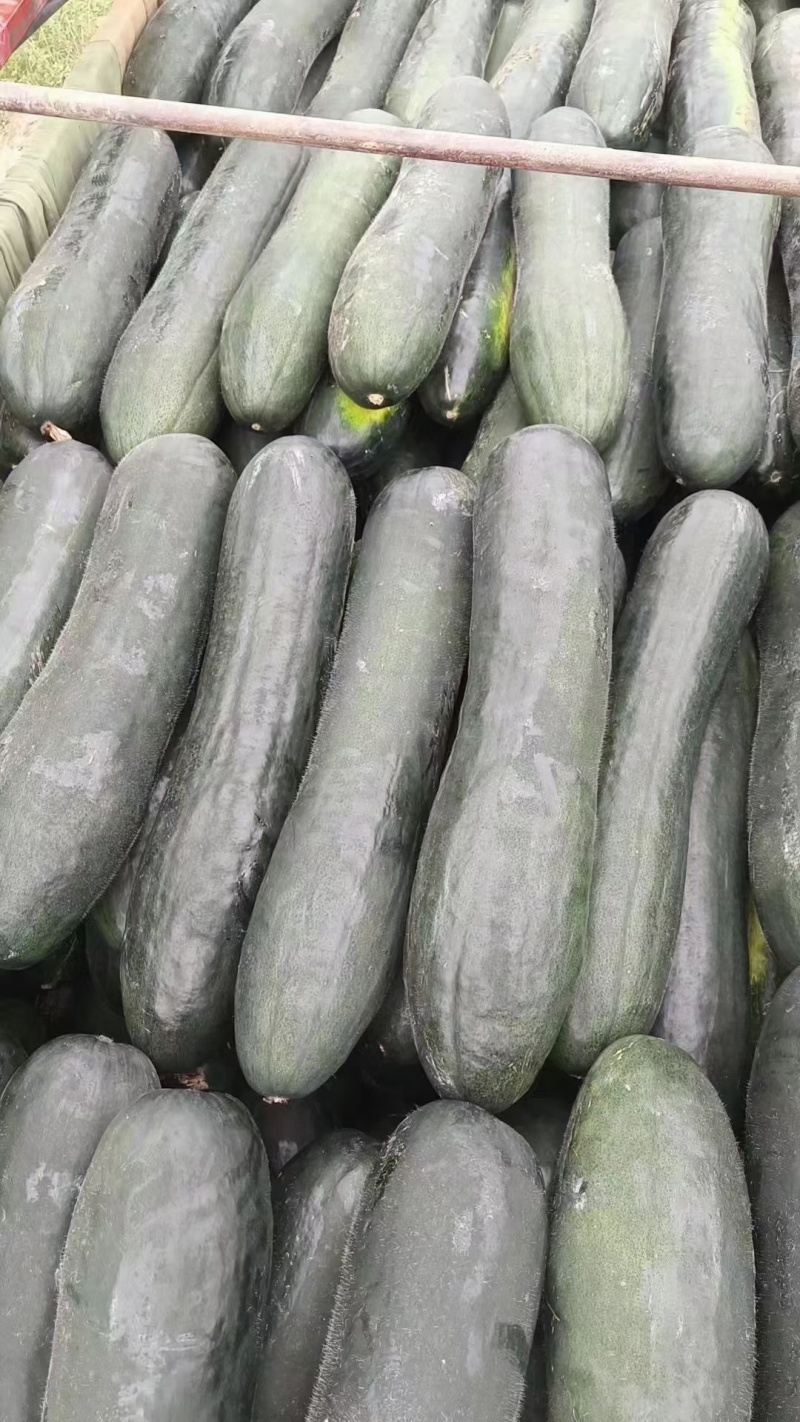 精品黑皮冬瓜大量上市中产地发货量大从优欢迎咨询