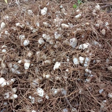 白芨块茎芽头出水，按斤安颗都可以卖，欢迎选购