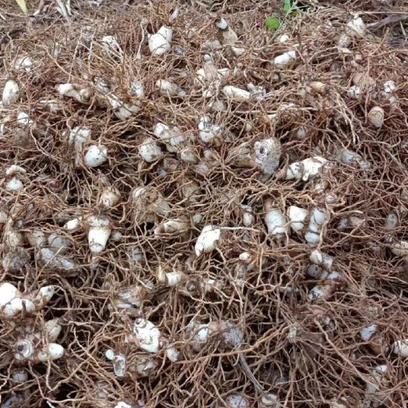 白芨块茎芽头出水，按斤安颗都可以卖，欢迎选购