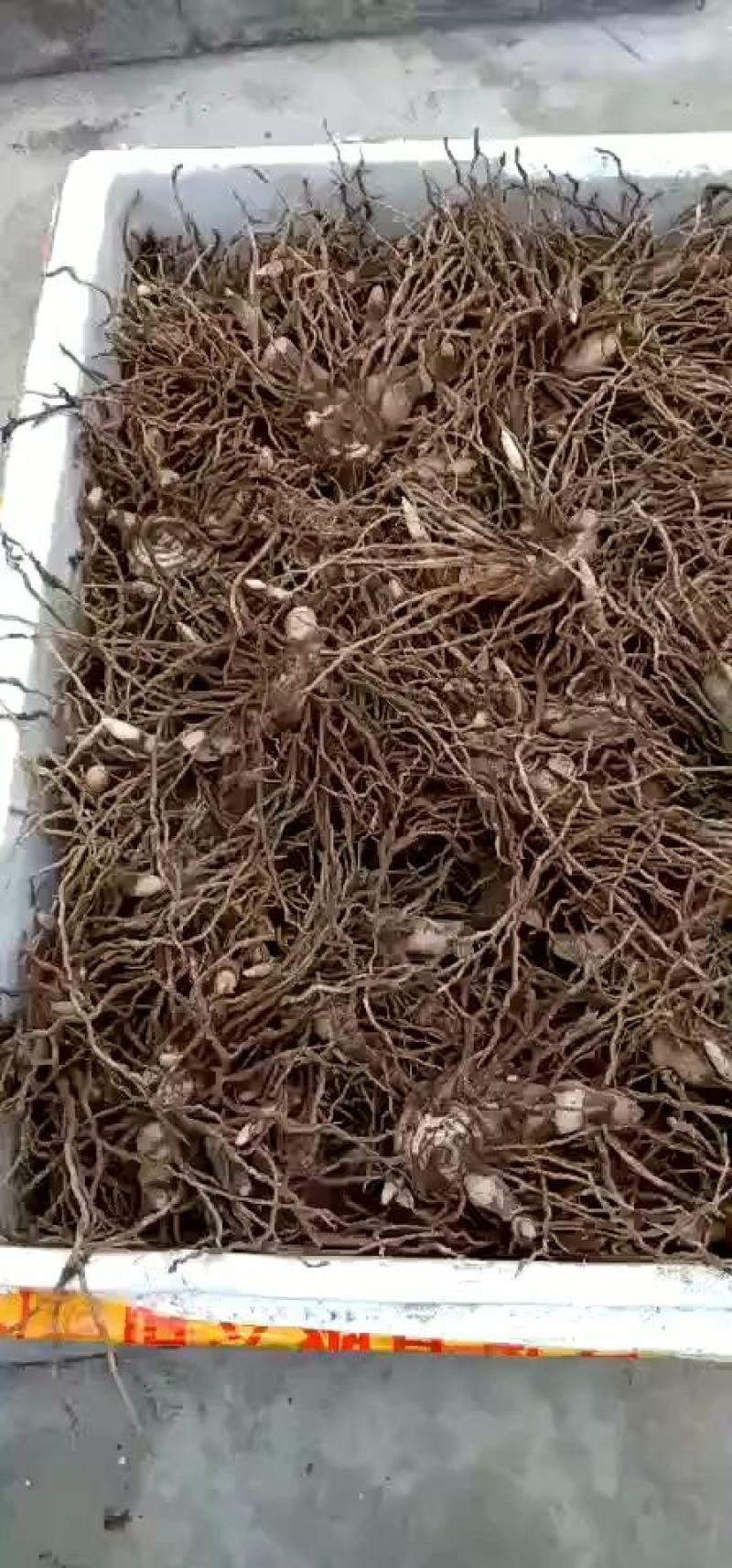 白芨块茎芽头出水，按斤安颗都可以卖，欢迎选购