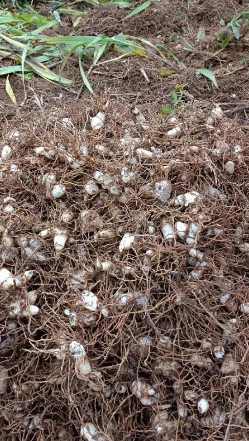 白芨块茎芽头出水，按斤安颗都可以卖，欢迎选购