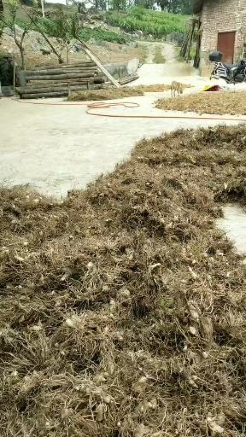 白芨块茎芽头出水，按斤安颗都可以卖，欢迎选购