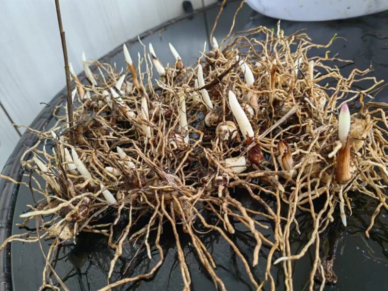 白芨块茎芽头出水，按斤安颗都可以卖，欢迎选购