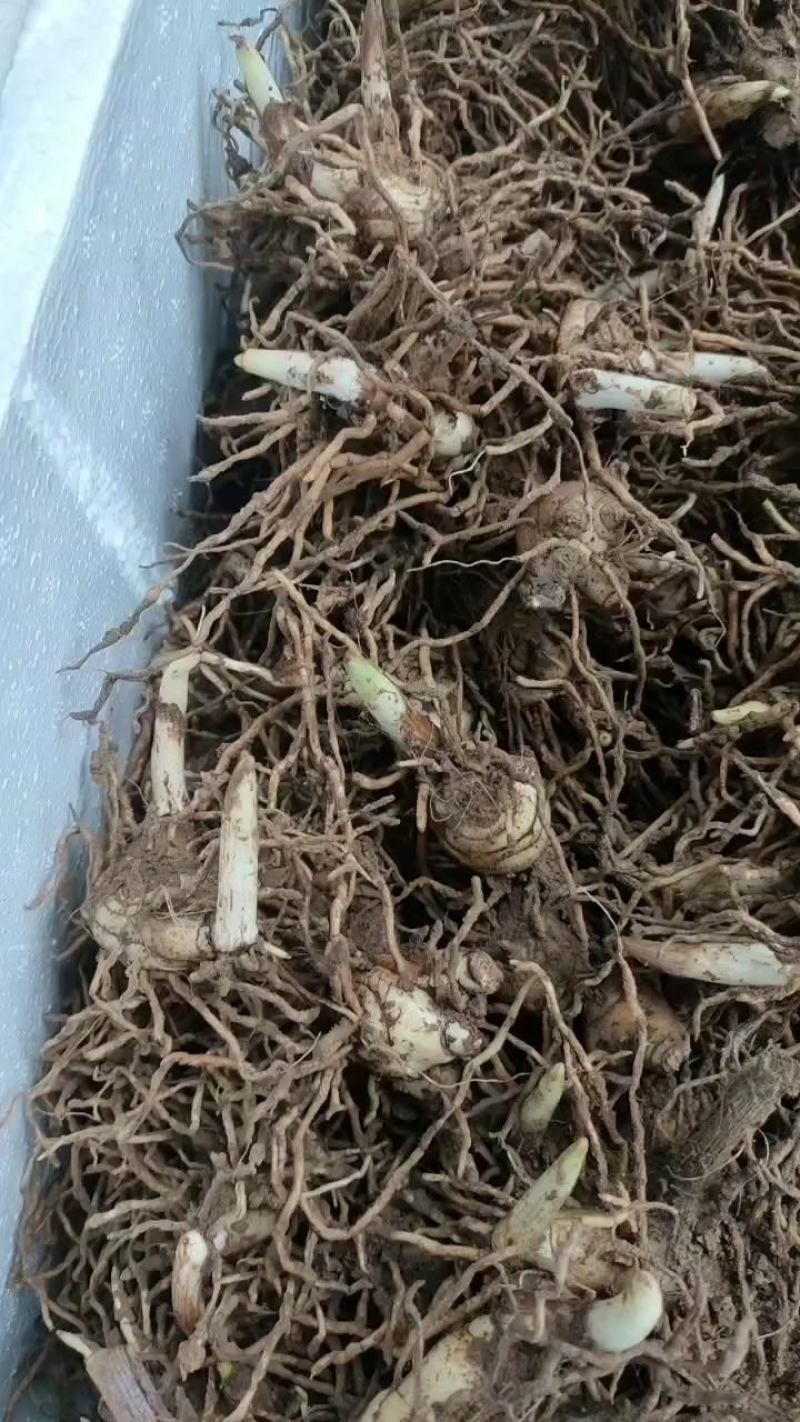 白芨块茎芽头出水，按斤安颗都可以卖，欢迎选购
