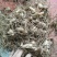 白芨块茎芽头出水，按斤安颗都可以卖，欢迎选购