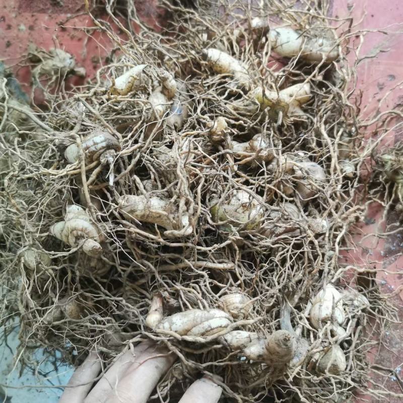 白芨块茎芽头出水，按斤安颗都可以卖，欢迎选购