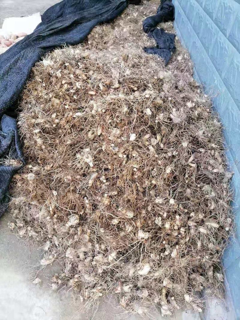 白芨块茎芽头出水，按斤安颗都可以卖，欢迎选购