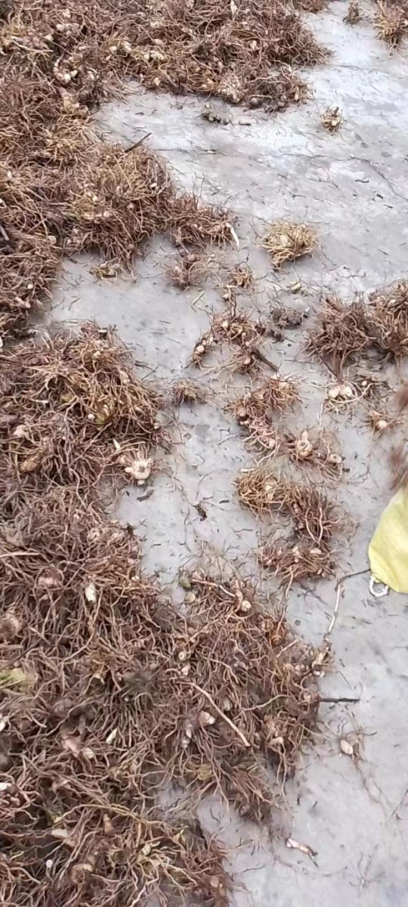 白芨块茎芽头出水，按斤安颗都可以卖，欢迎选购