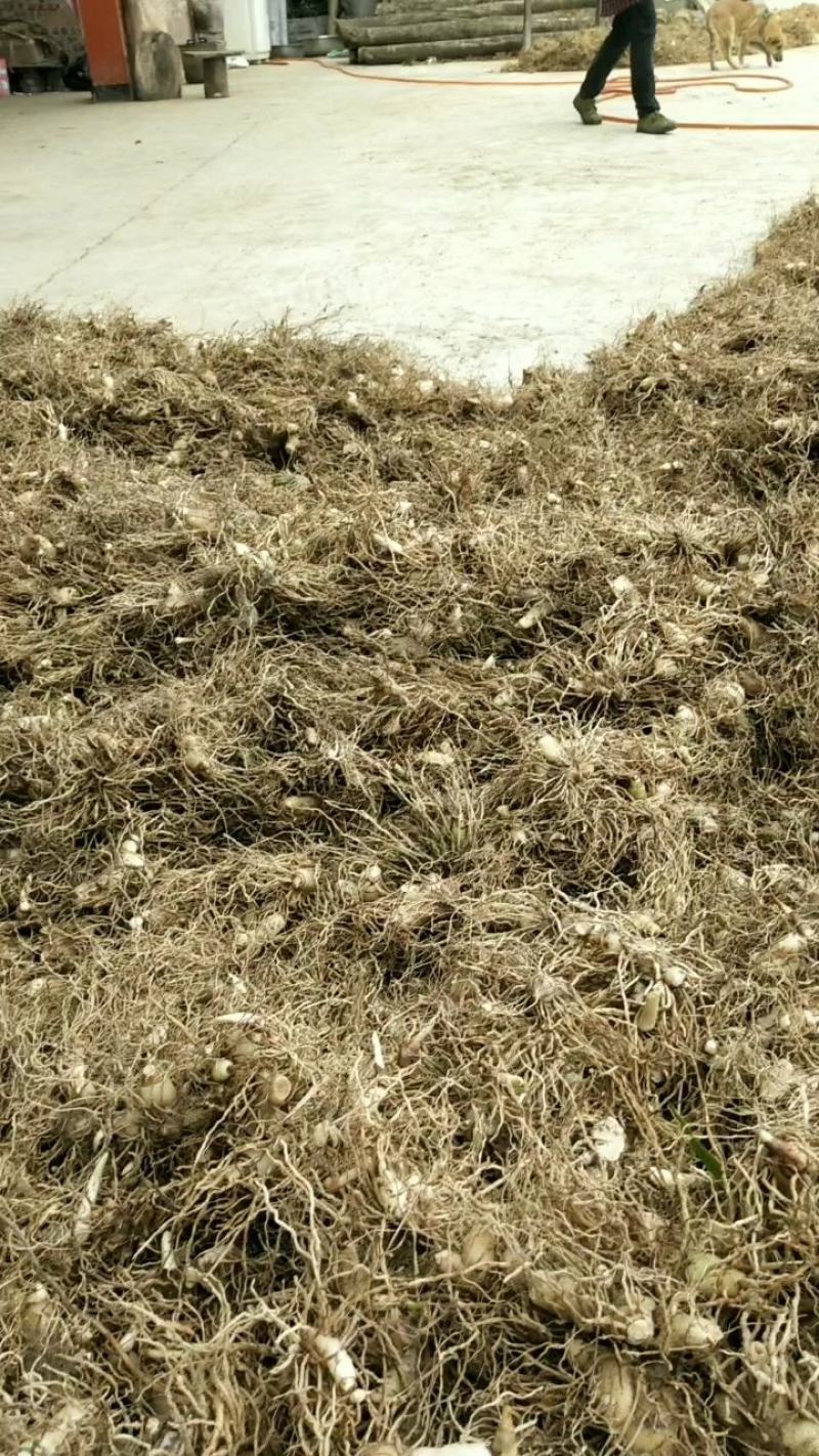 白芨块茎芽头出水，按斤安颗都可以卖，欢迎选购