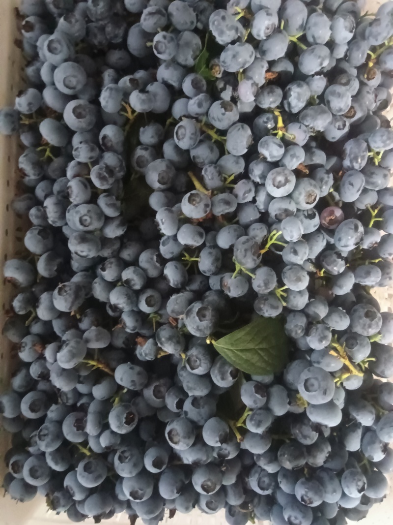 山东蓝莓2511F6等.大量上市全国发货