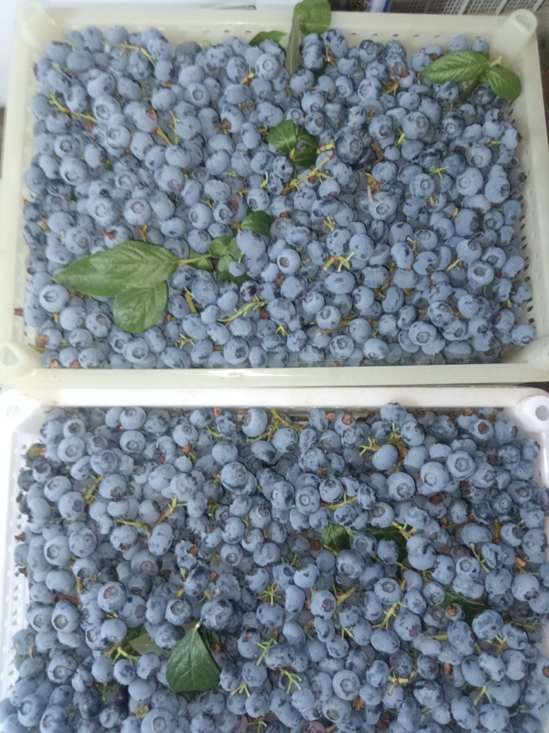 山东蓝莓2511F6等.大量上市全国发货