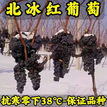 北冰红山葡萄苗品种纯真基地直发根系发达成活率高提供技术