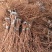 北冰红山葡萄苗品种纯真基地直发根系发达成活率高提供技术