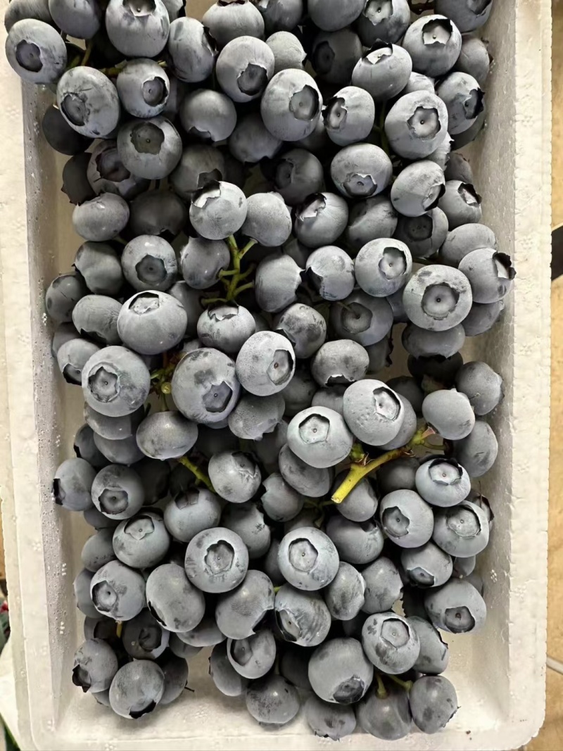 优选丹东串果蓝莓
