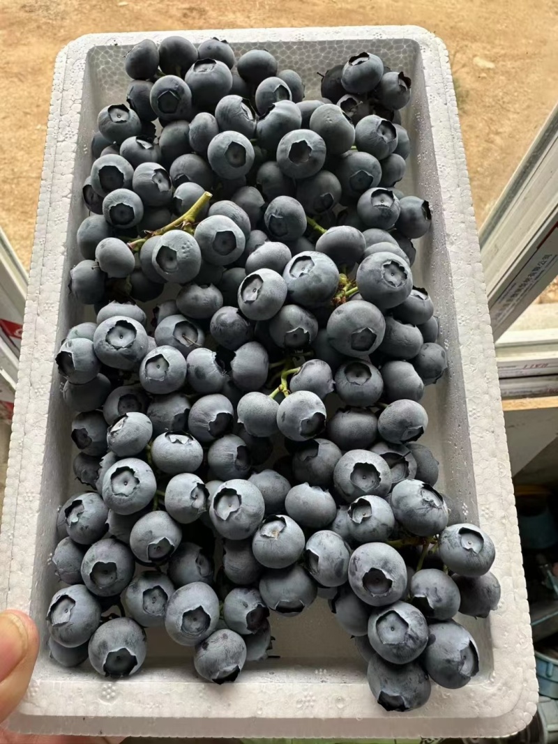 优选丹东串果蓝莓