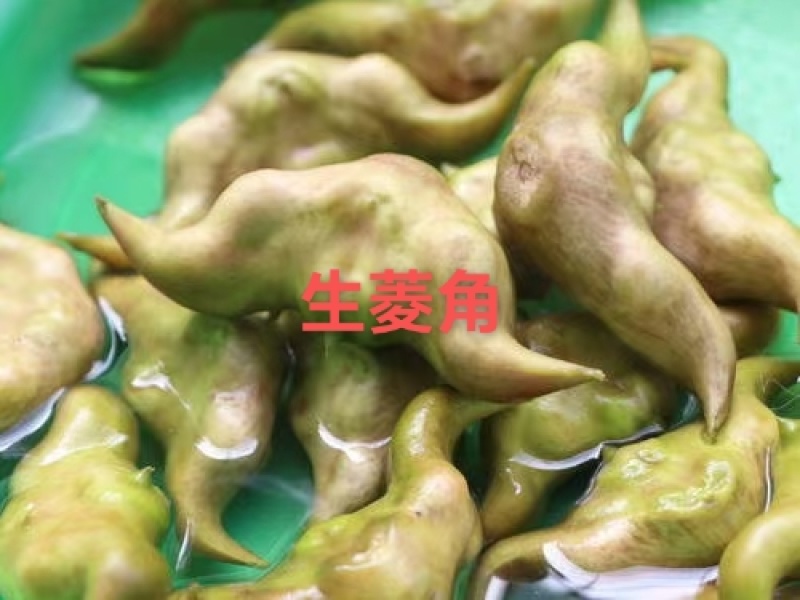 纯老菱角