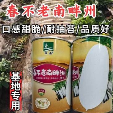 南畔洲白萝卜种子春不老白水果甜脆耐抽苔萝卜夏秋播萝卜种子