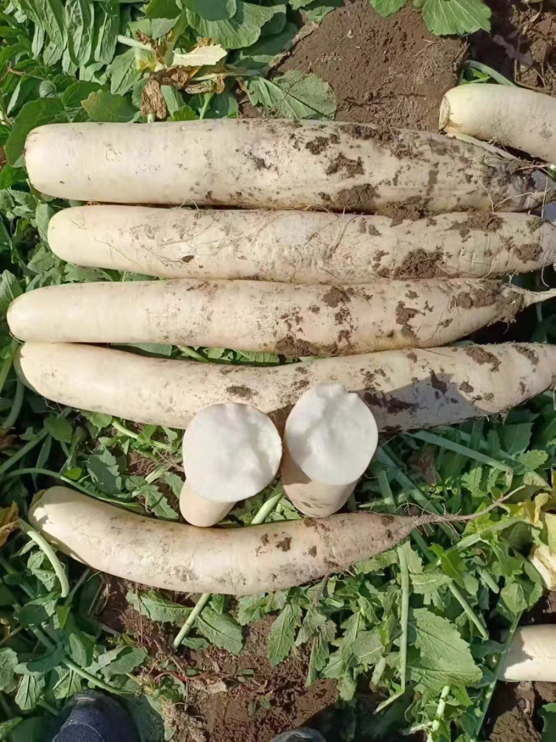 南畔洲白萝卜种子春不老白水果甜脆耐抽苔萝卜夏秋播萝卜种子