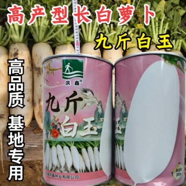 九斤白玉萝卜种子九斤王长白萝卜秋播高产耐寒春不老白萝卜种