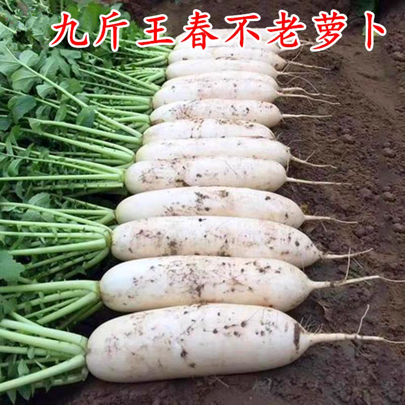 九斤白玉萝卜种子九斤王长白萝卜秋播高产耐寒春不老白萝卜种