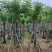 骨架火焰木15～20公分基地直销规格齐全欢迎老板来电