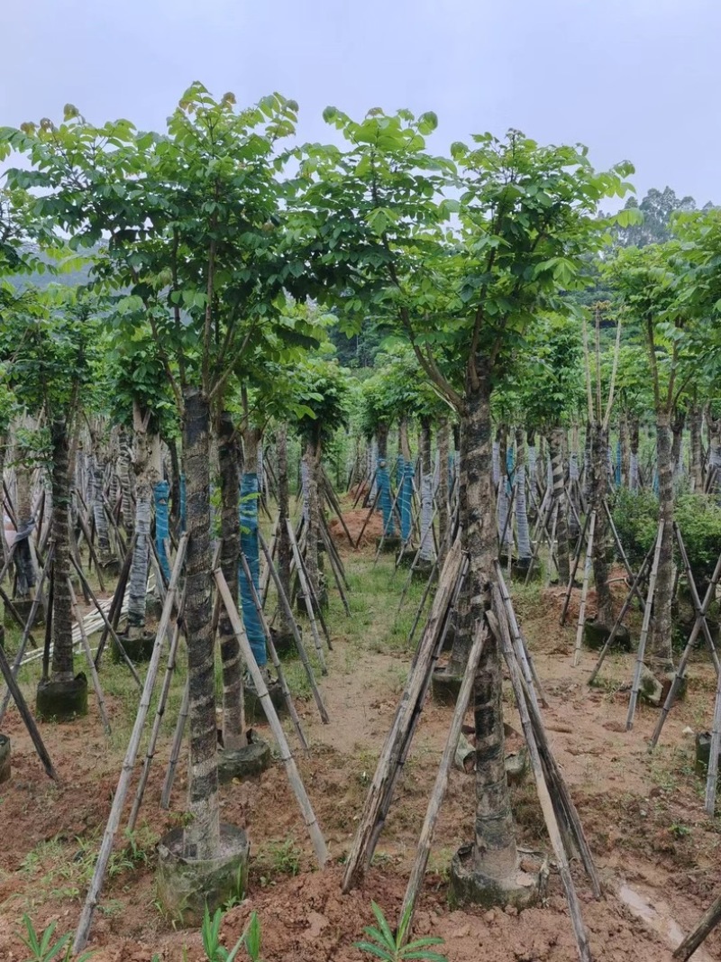 骨架火焰木15～20公分基地直销规格齐全欢迎老板来电