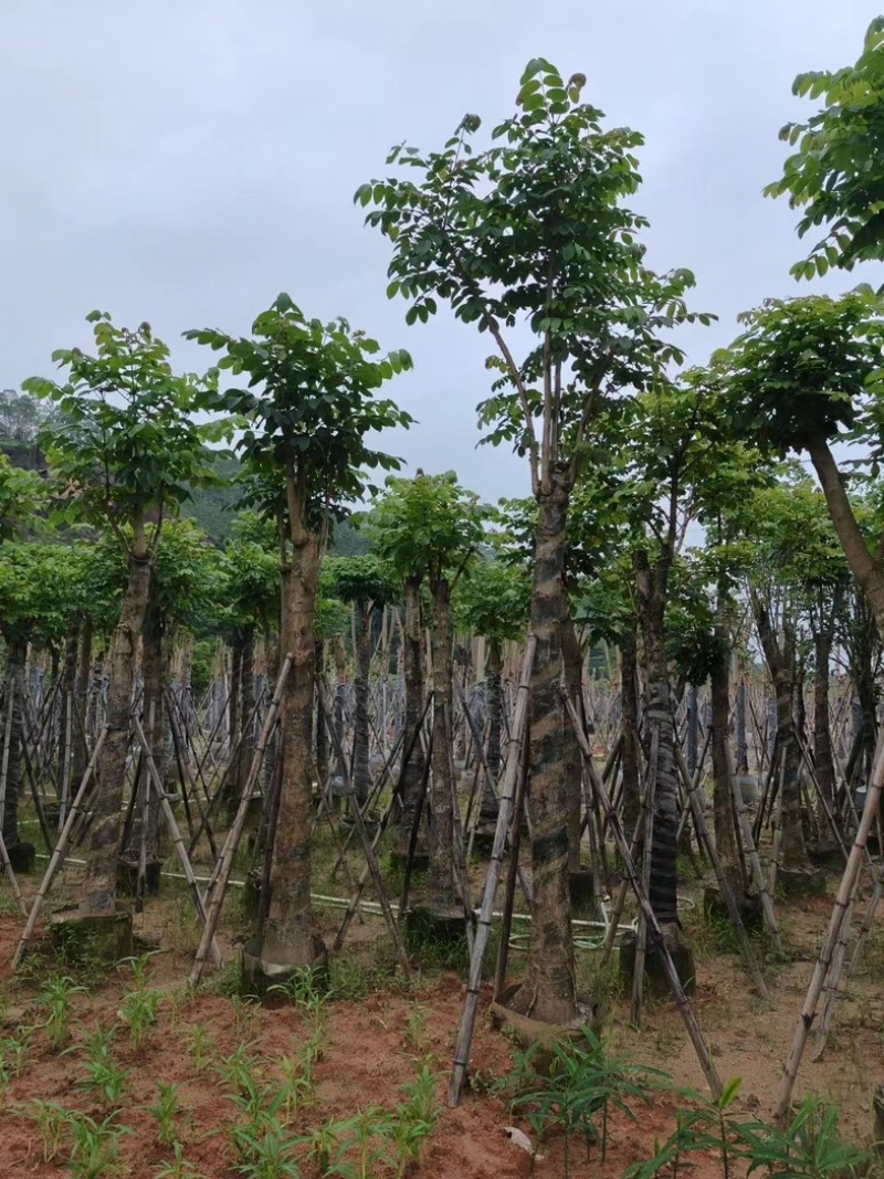 骨架火焰木15～20公分基地直销规格齐全欢迎老板来电