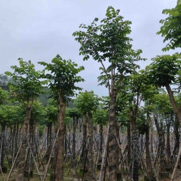 骨架火焰木15～20公分基地直销规格齐全欢迎老板来电