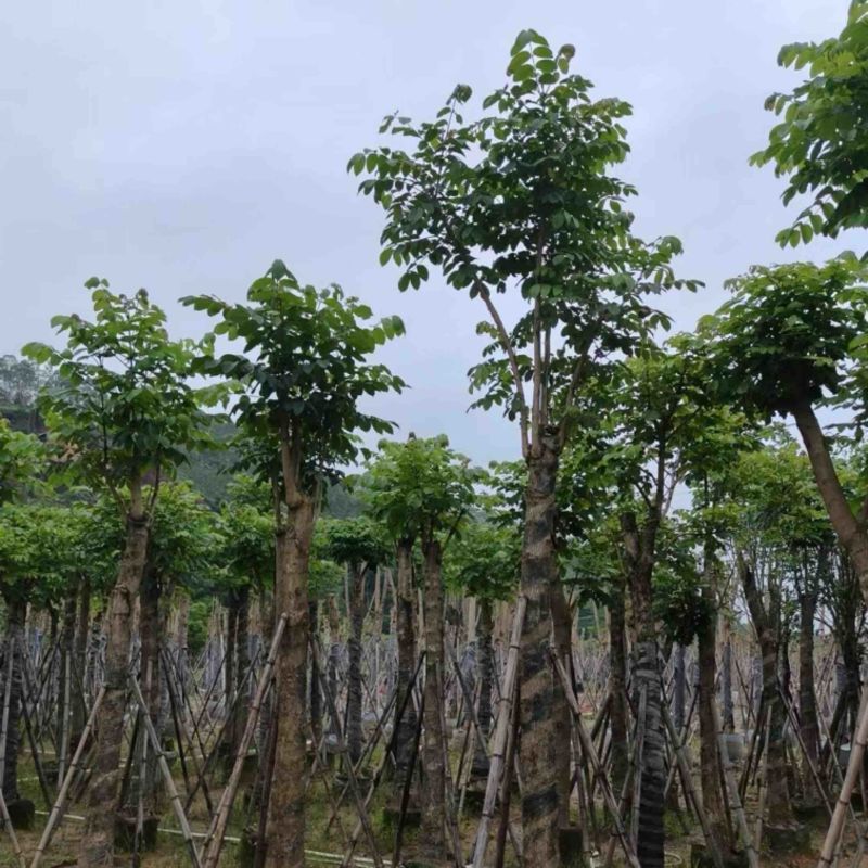 骨架火焰木15～20公分基地直销规格齐全欢迎老板来电