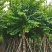 宫粉紫荆15～20公分基地直销规格齐全欢迎老板来电