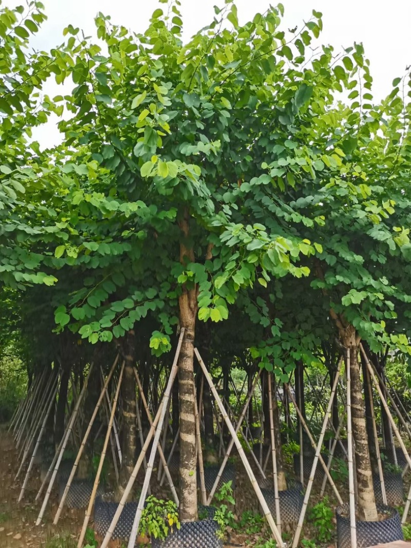 宫粉紫荆15～20公分基地直销规格齐全欢迎老板来电