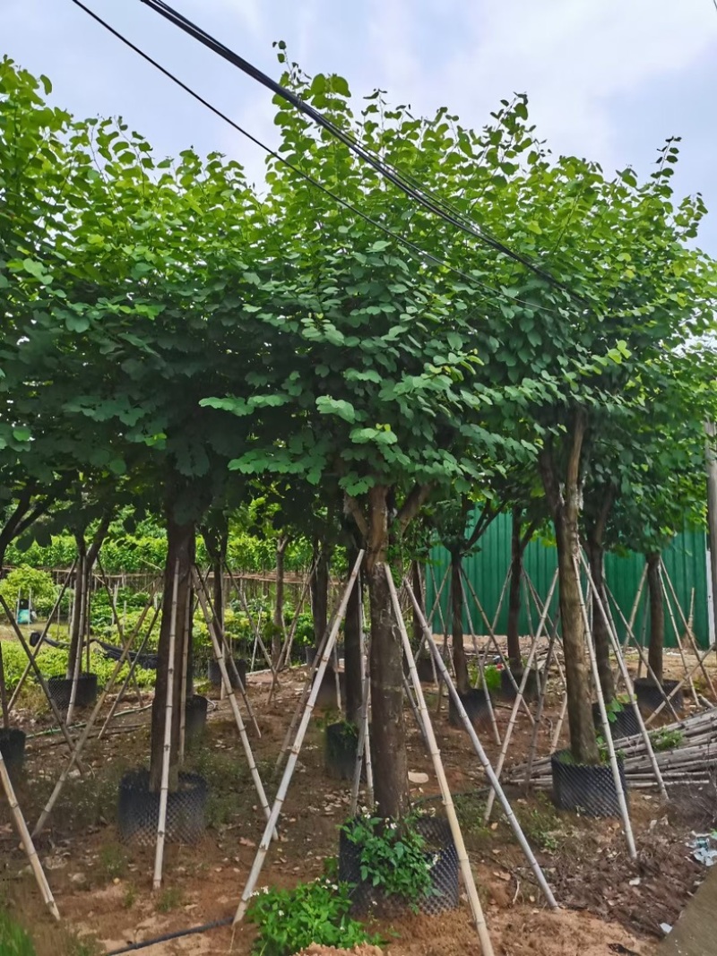 宫粉紫荆15～20公分基地直销规格齐全欢迎老板来电