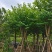 宫粉紫荆15～20公分基地直销规格齐全欢迎老板来电
