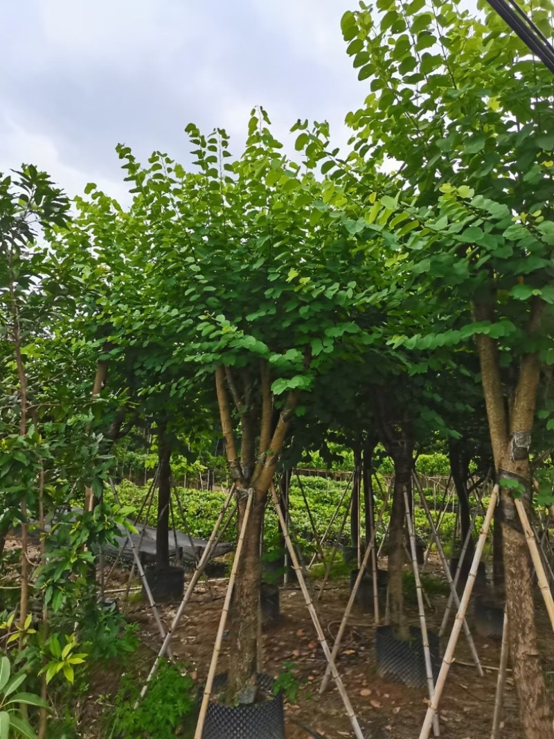 宫粉紫荆15～20公分基地直销规格齐全欢迎老板来电