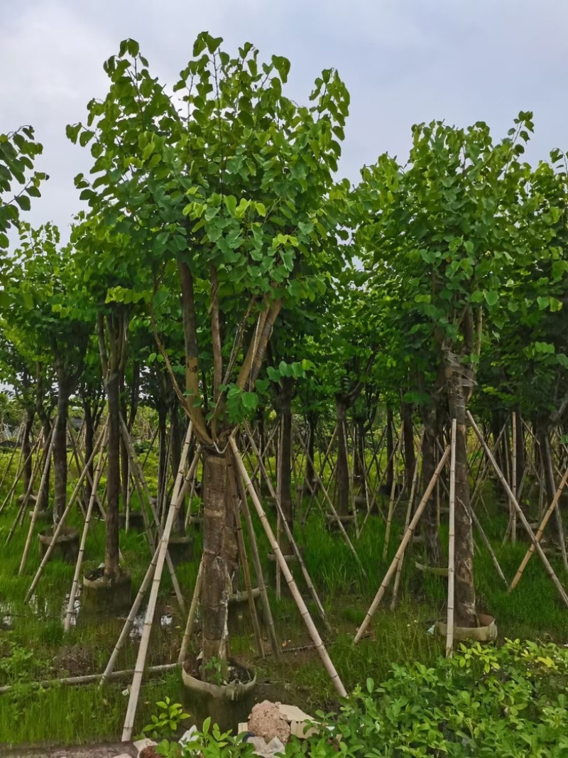 宫粉紫荆15～20公分基地直销规格齐全欢迎老板来电