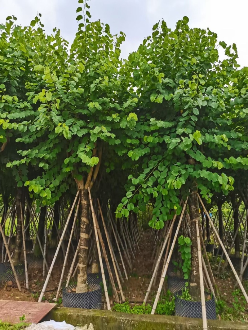 宫粉紫荆15～20公分基地直销规格齐全欢迎老板来电
