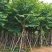宫粉紫荆15～20公分基地直销规格齐全欢迎老板来电
