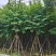 宫粉紫荆15～20公分基地直销规格齐全欢迎老板来电