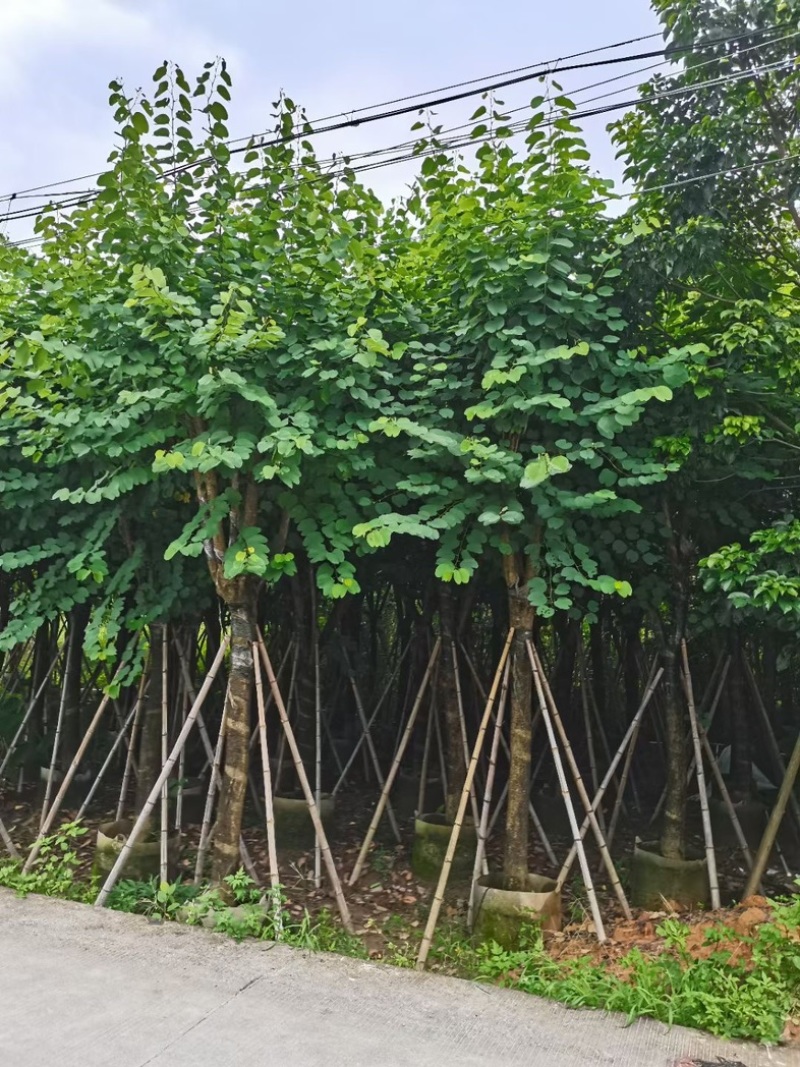 宫粉紫荆15～20公分基地直销规格齐全欢迎老板来电